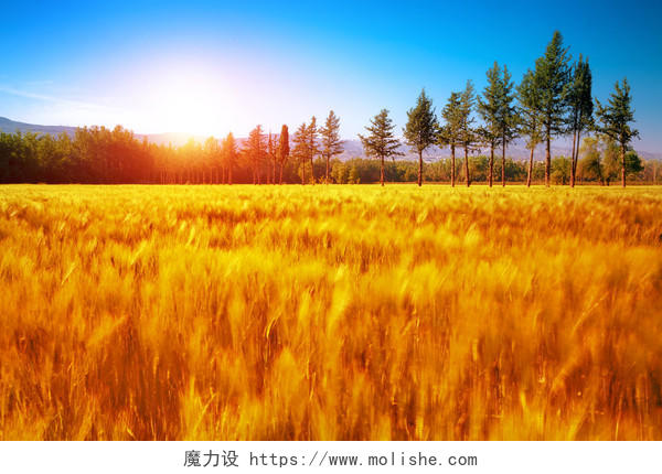 阳光照在金黄的草地上的秋天景观
